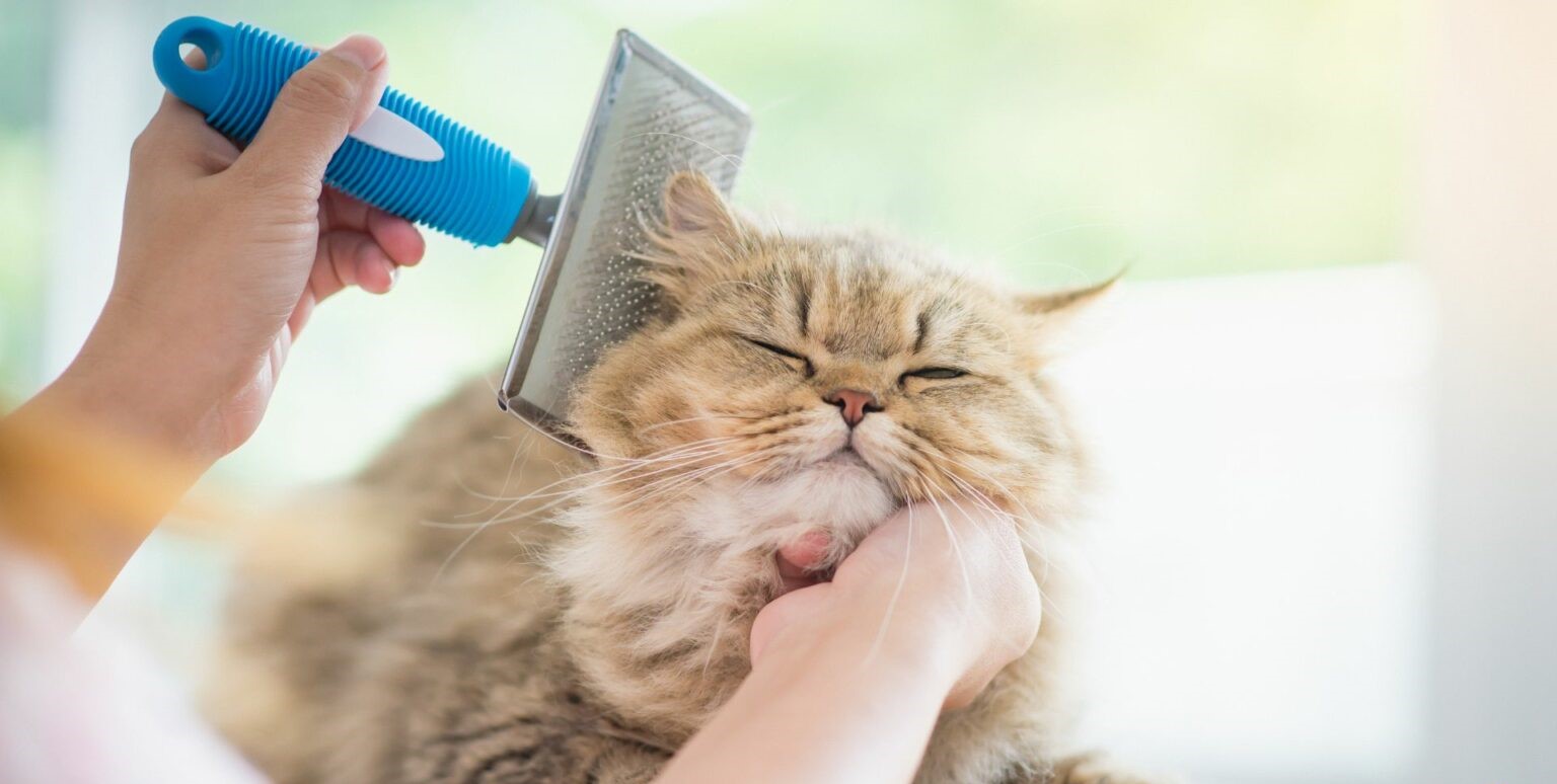 寵物店頂讓,寵物店牌照,香港寵物店頂讓流程,寵物店經(jīng)營利潤,香港寵物店頂讓金額